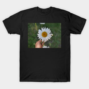 Daisy flower with its yellow disk T-Shirt